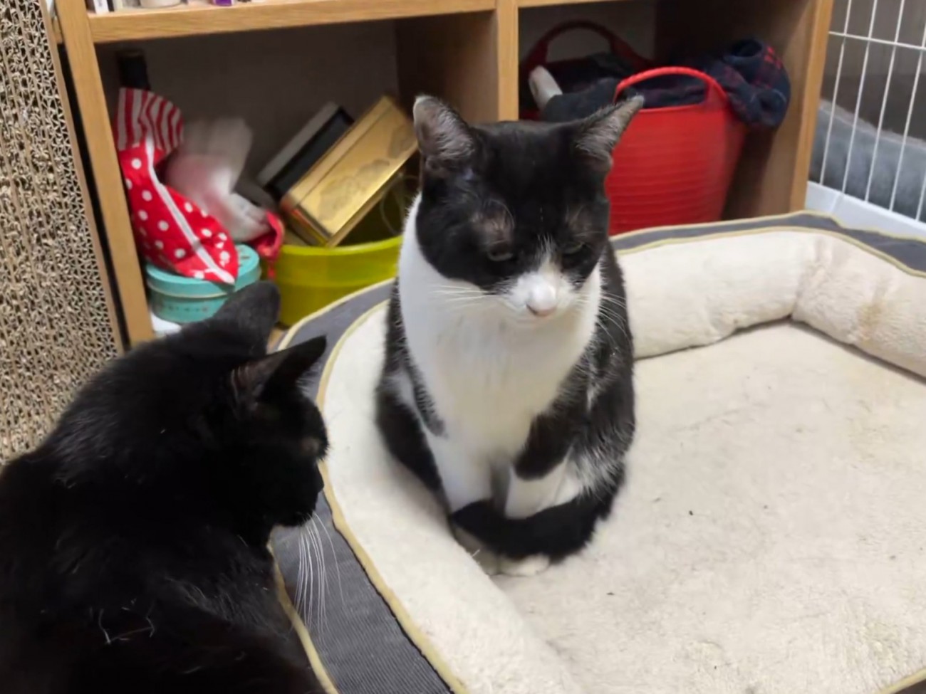 しっぽを体に巻きつけて座るハチワレ猫