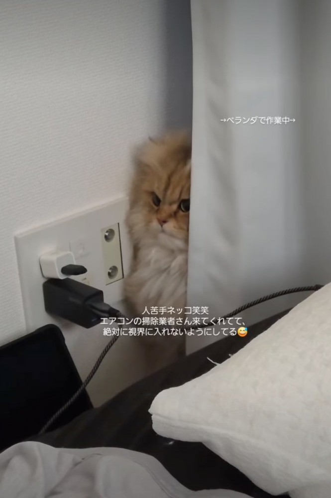 カーテン裏に隠れる猫