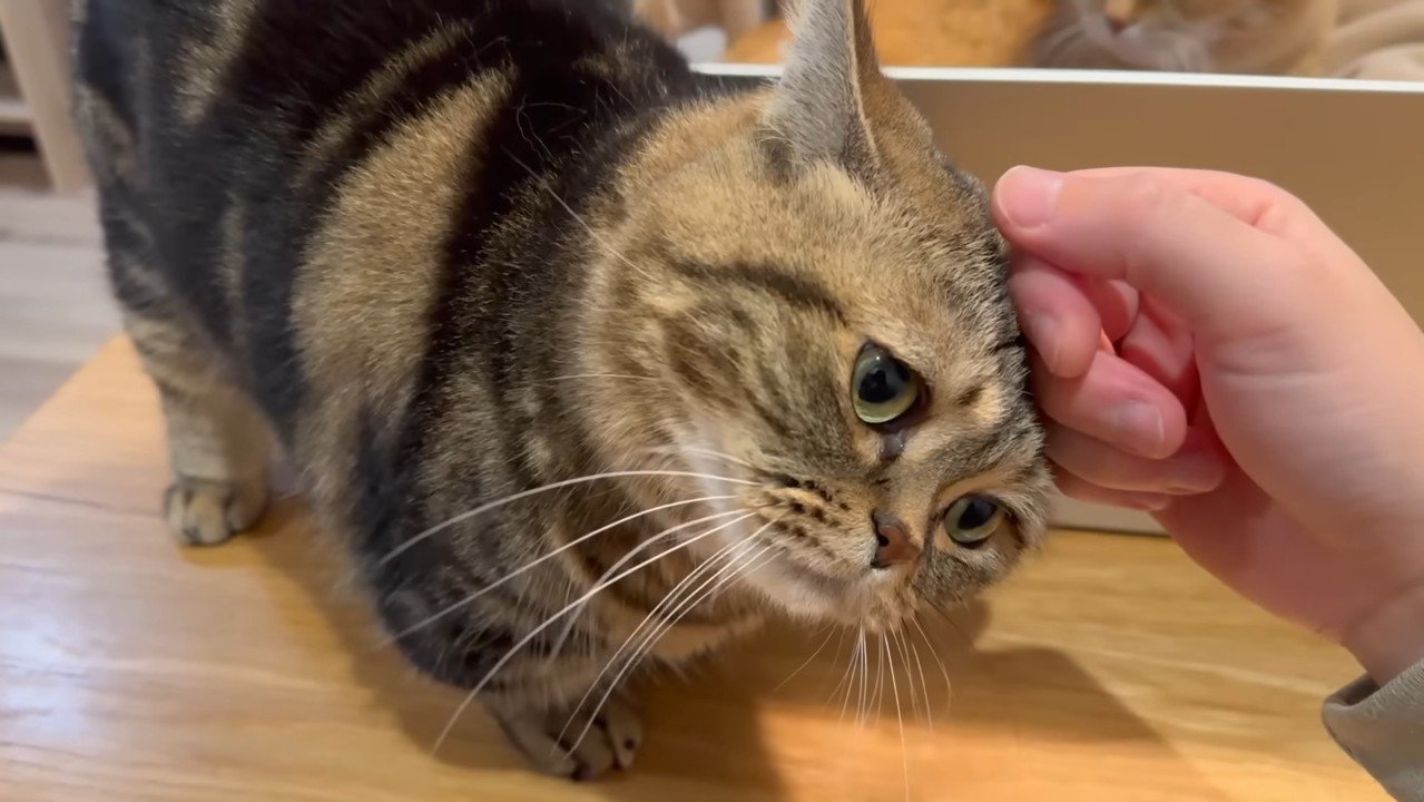 スリスリするメルくん