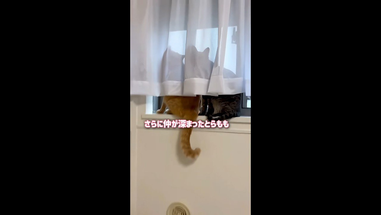 カーテン越し