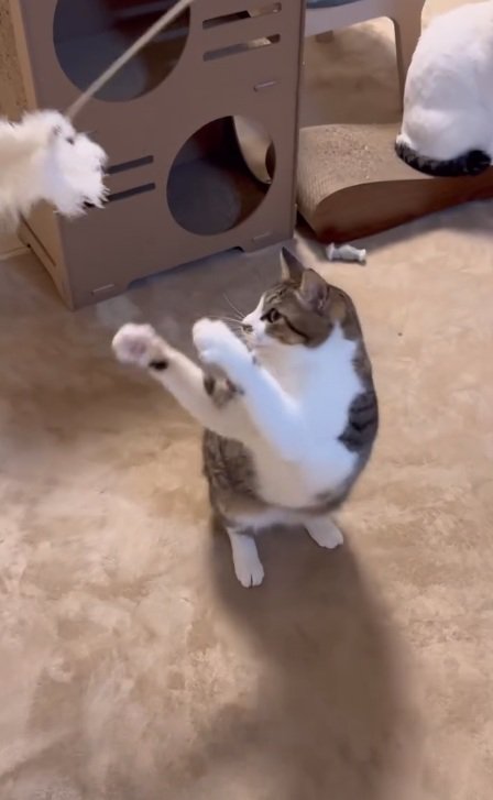 じゃらしで遊んでいる猫