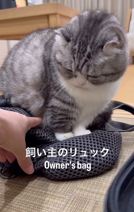 近づいてくる飼い主の手を見つめる猫