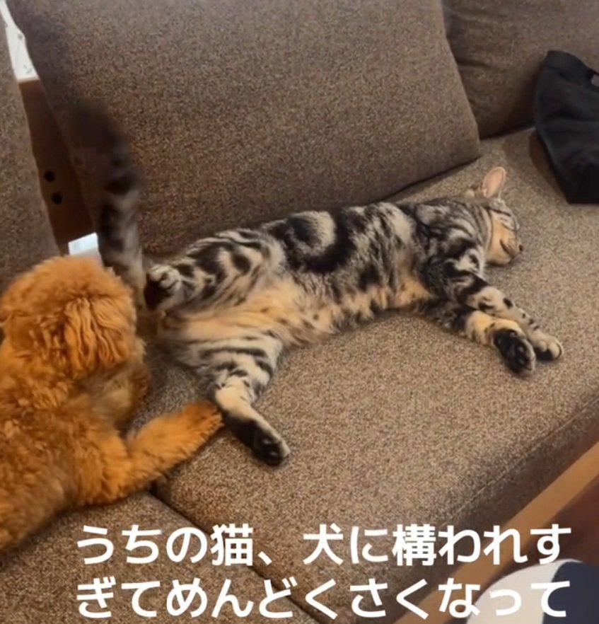 しっぽで叩く猫