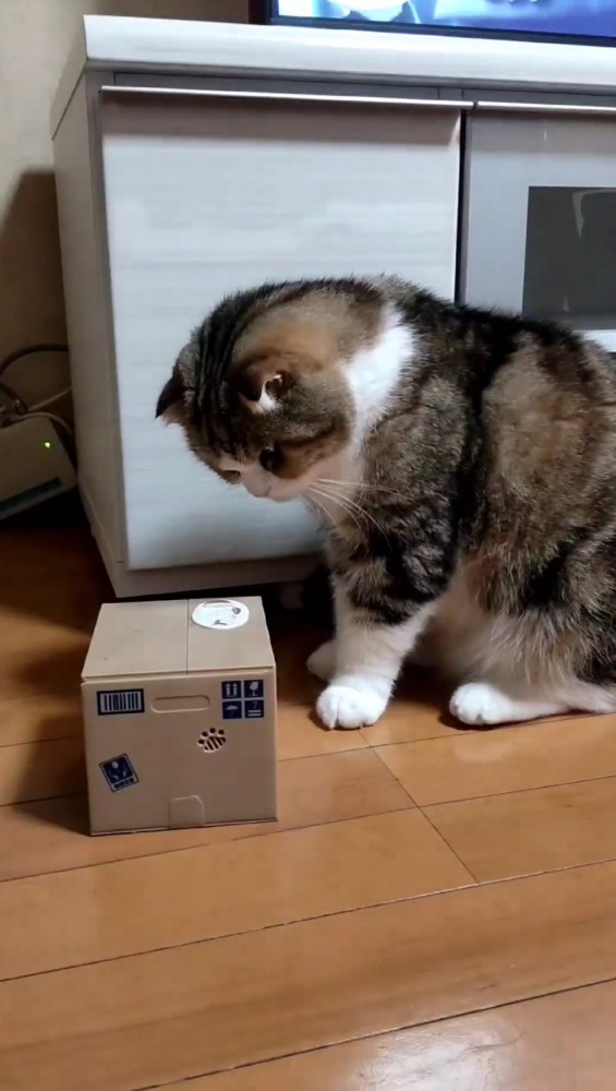 オモチャの箱の前に座る猫