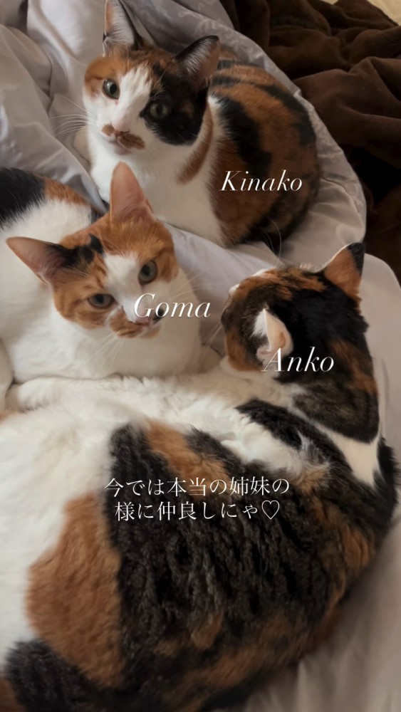 寄り添う3匹の猫