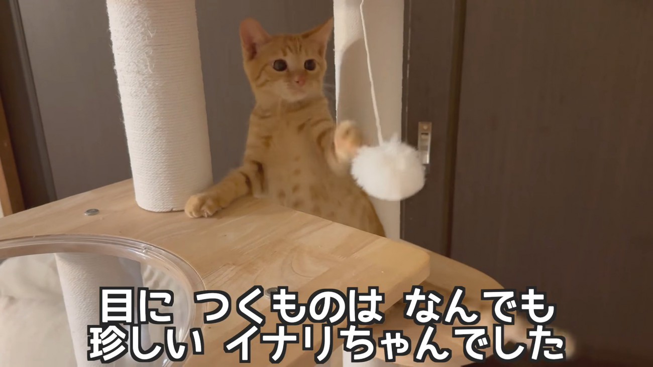 おもちゃで遊ぶ子猫