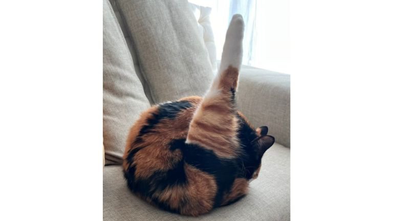 毛づくろいしている猫