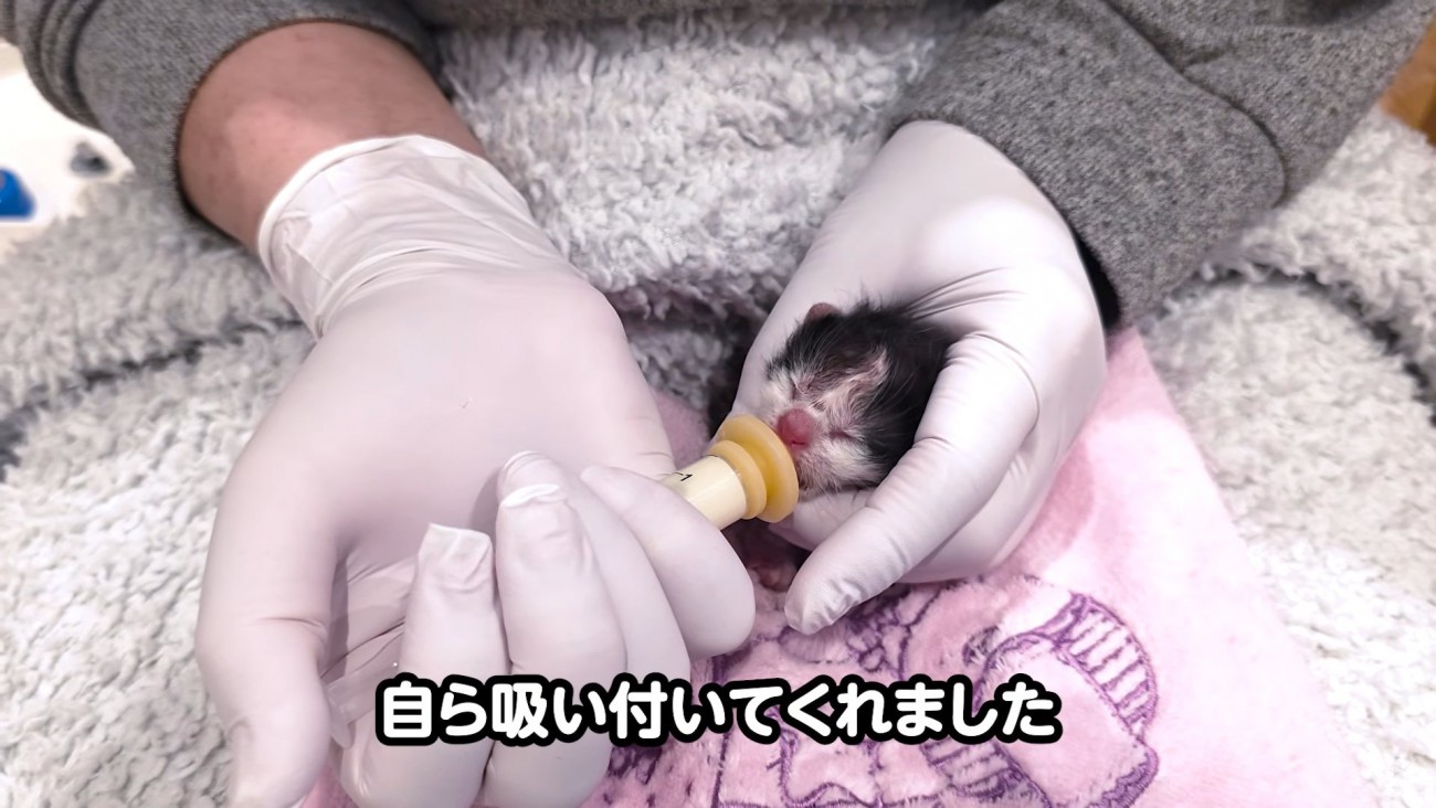 シリンジでミルクを飲むハチワレの子猫