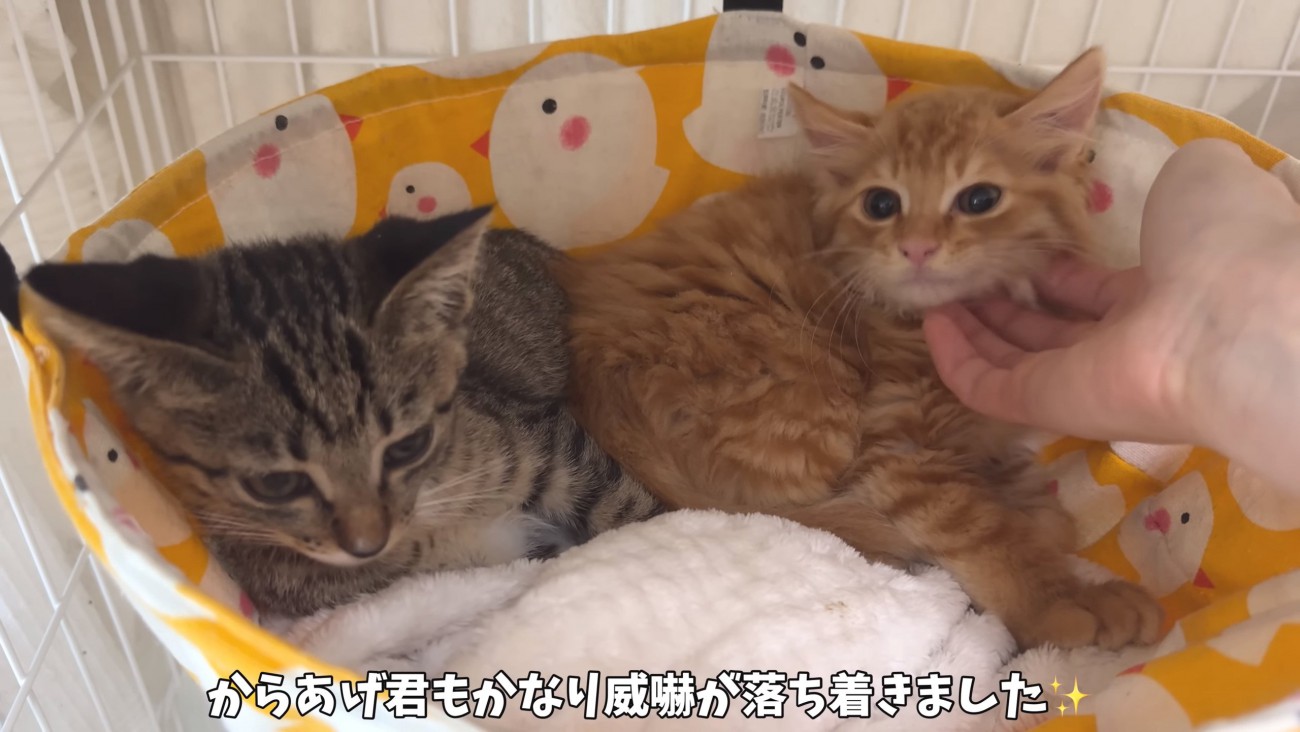 からあげくん