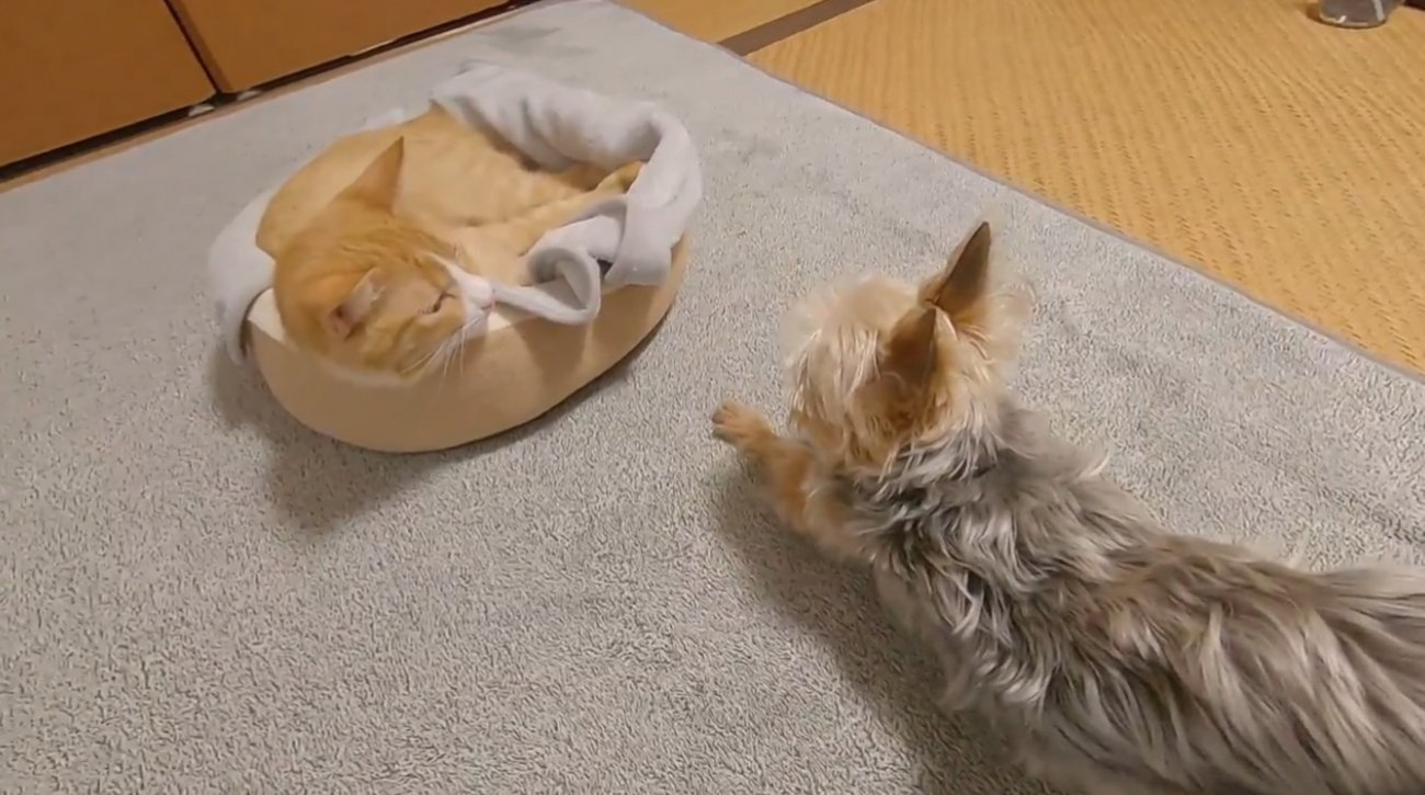 寝ている猫と犬