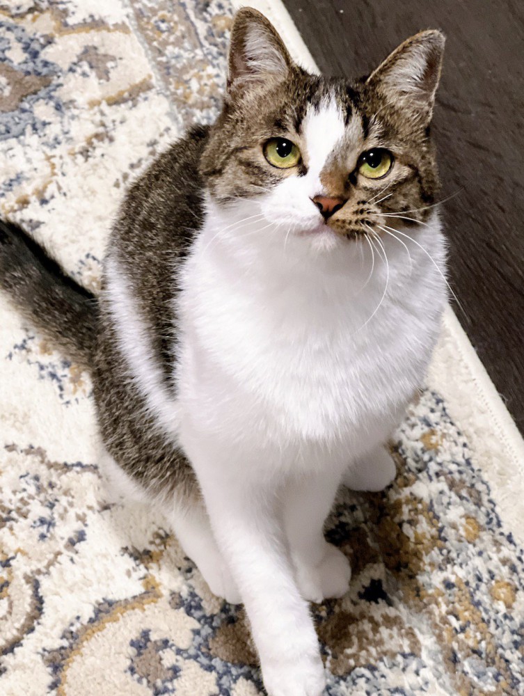 絨毯の上に座って飼い主を見上げる猫