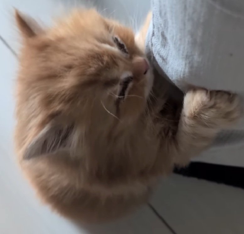 寝る猫