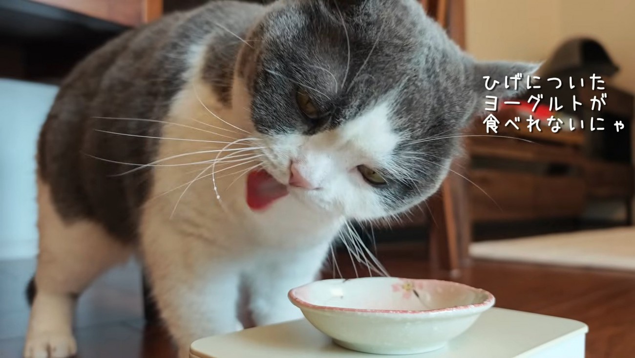 ヒゲにヨーグルトをつけたビビちゃん