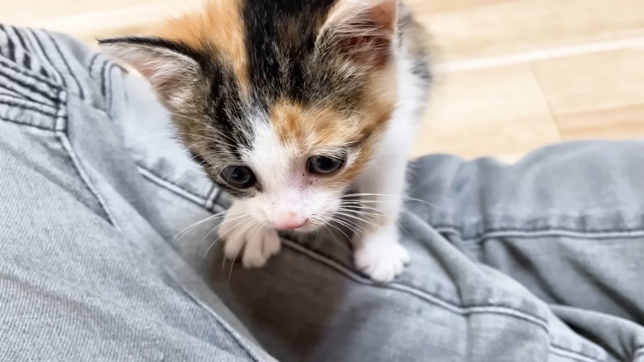 足をよじのぼる子猫
