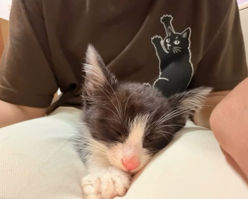 人のひざの上で寝る子猫