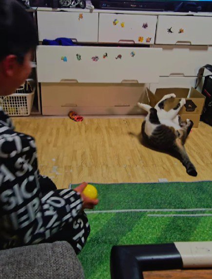 キャッチボールをする男の子と猫