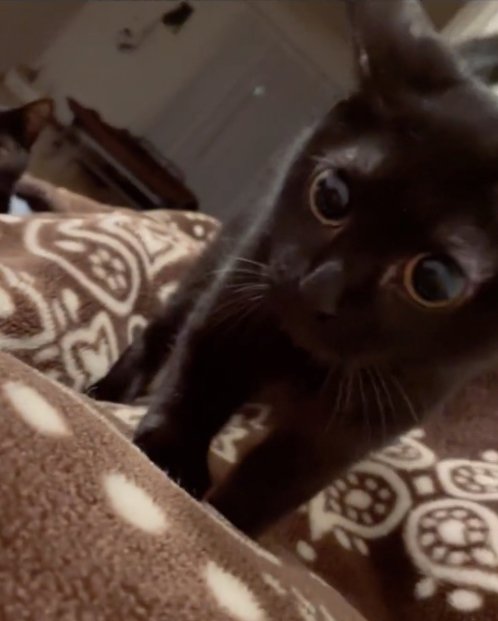 布団の上に乗っている瞳孔が開いた黒猫