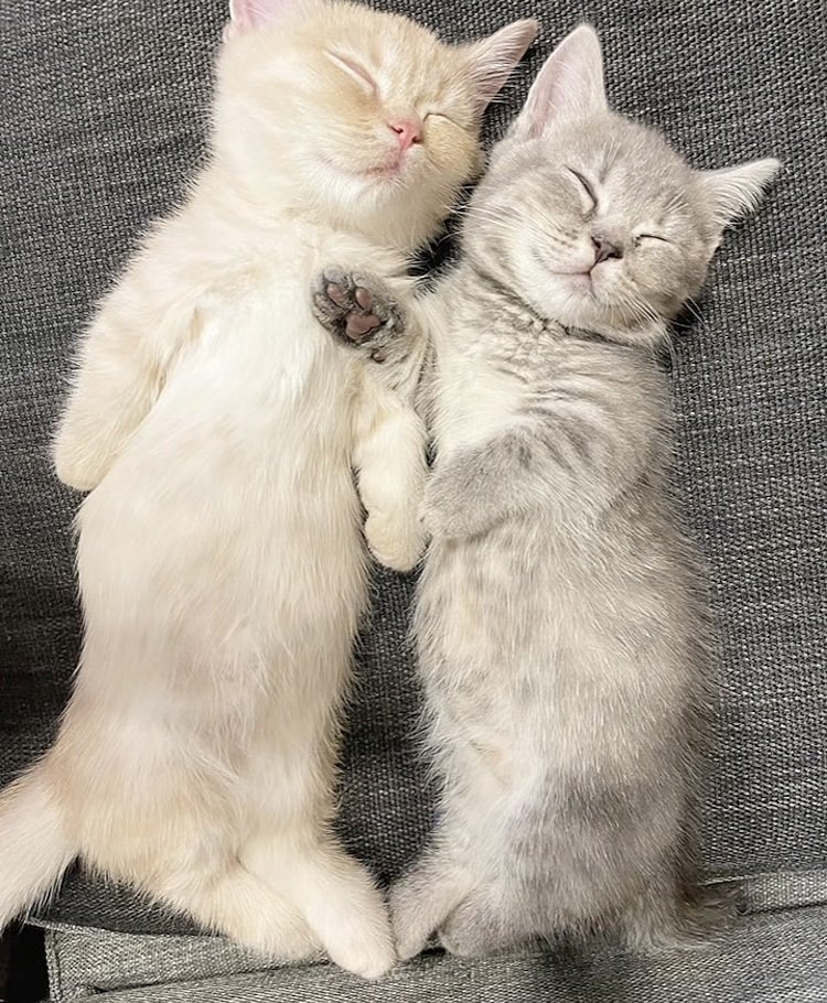 ソファで眠る2匹のマンチカン