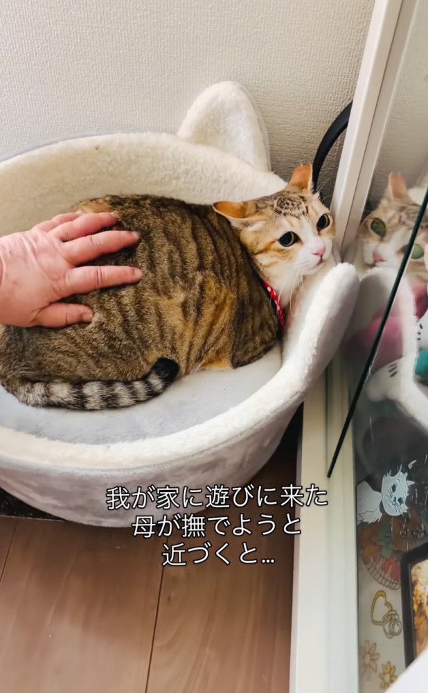 ベッドに横になる猫