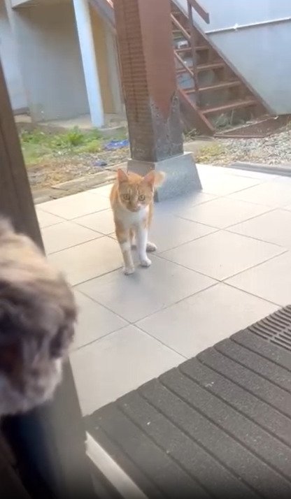 犬と見つめ合う子猫