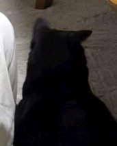 カーペットに寝転がる猫