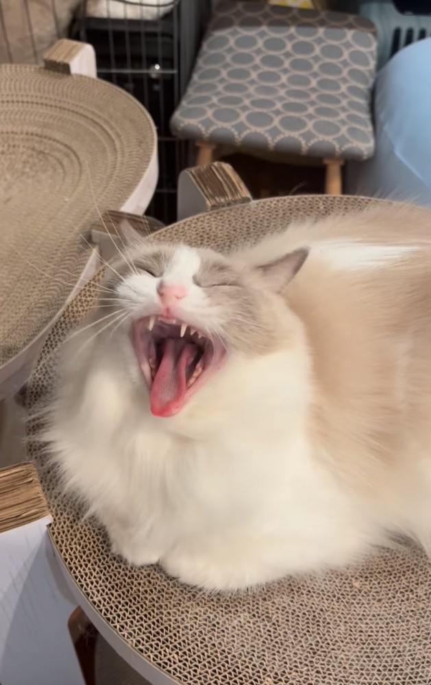 大きなあくびをする猫