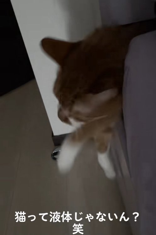 ベッドの隙間から頭と前足を出している猫