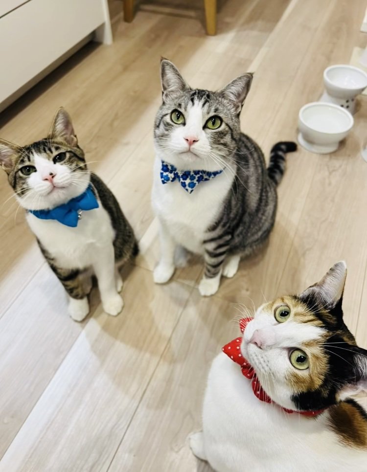 リボンでおしゃれした子猫とサバ白猫と三毛猫