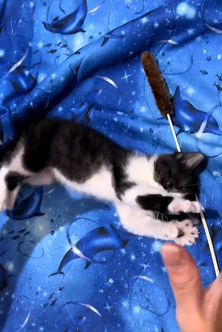猫じゃらしで遊ぶ子猫