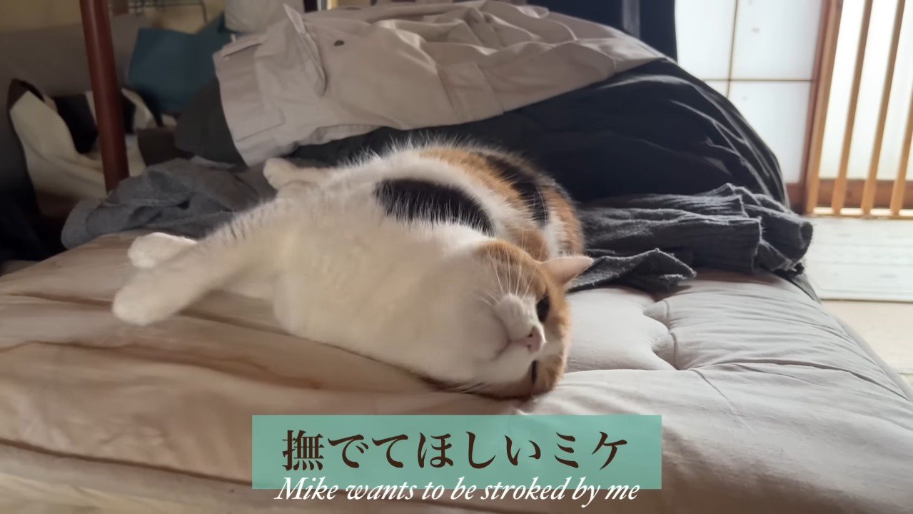 撫でてほしい