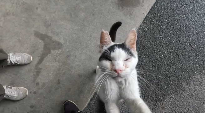 足元にしがみつく猫