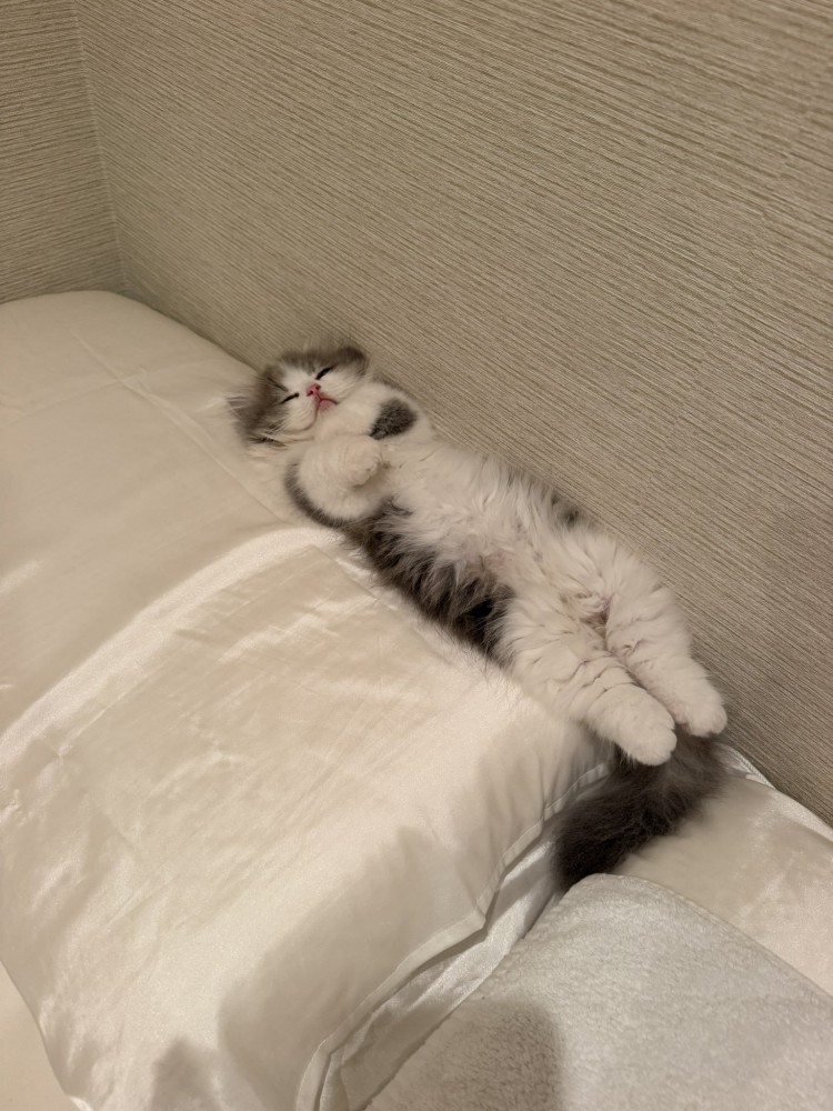 仰向けで寝る猫