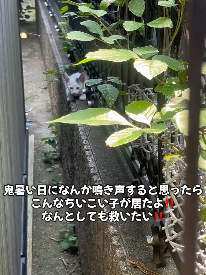 塀の上にいる子猫