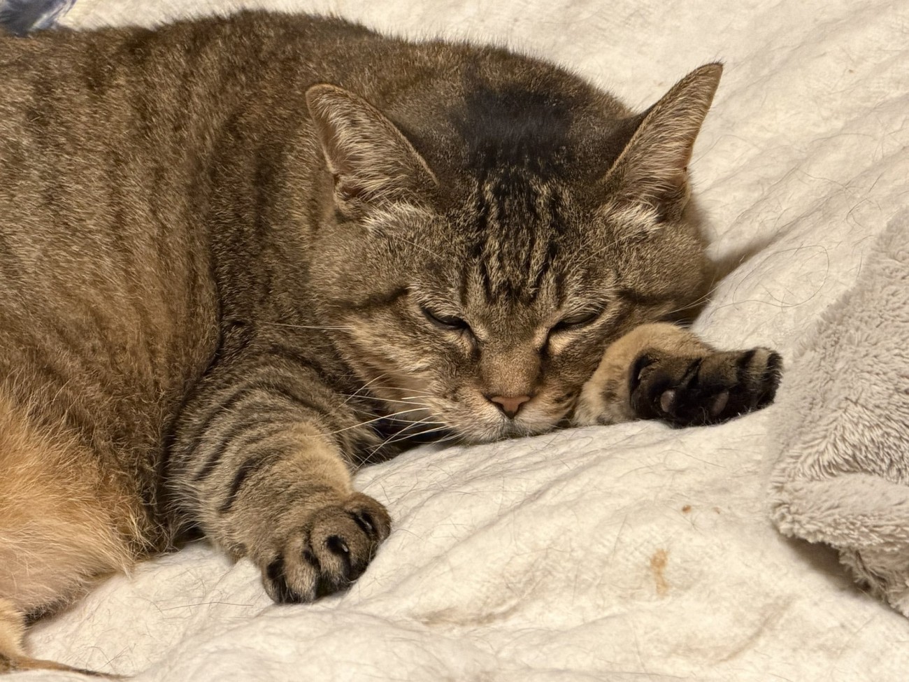 腹ばいで布団の上でくつろぐ猫