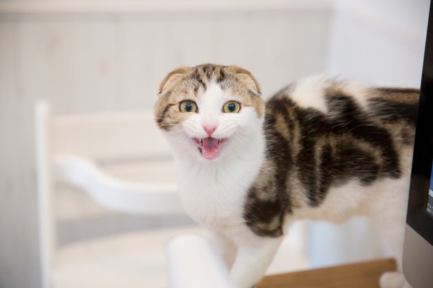 猫の鳴き声がうるさい！近所の人に言われたら？原因や対処法