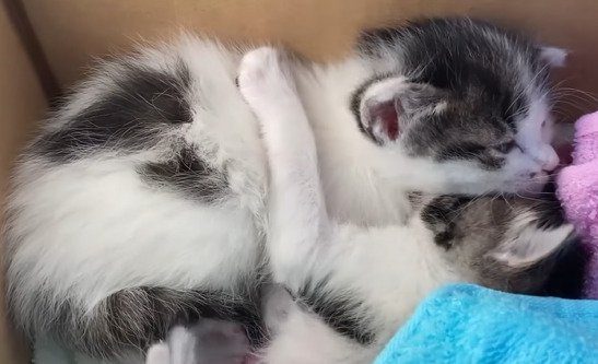 くっついて寝る2匹の子猫