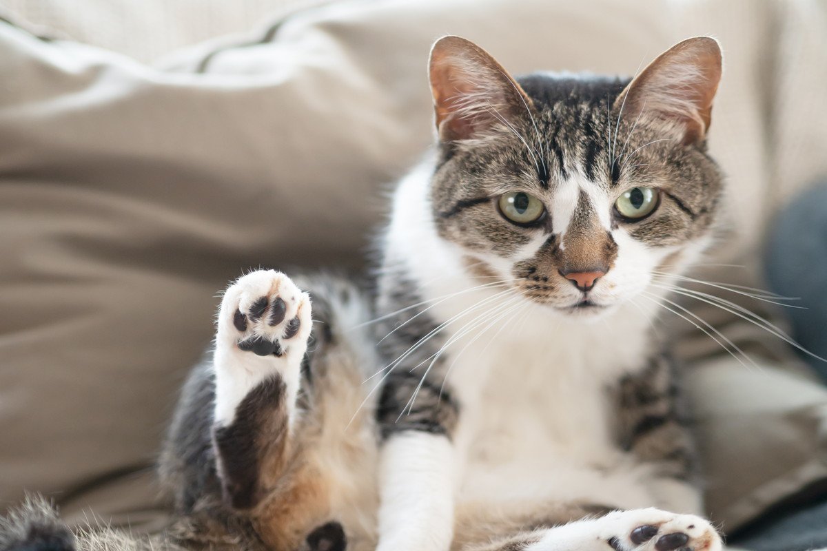 猫の『座り方のパターン』別に見る心理3選 ポーズを見れば愛猫の今の気持ちがわかる | ねこちゃんホンポ