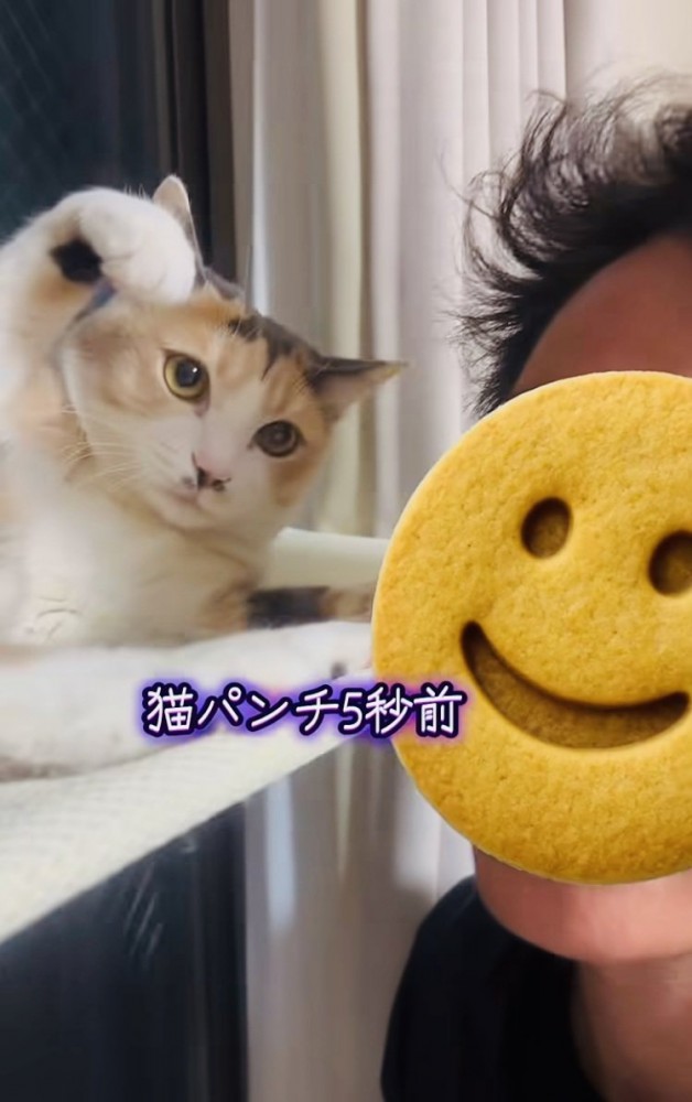 弟に向かって手を振り上げる三毛猫