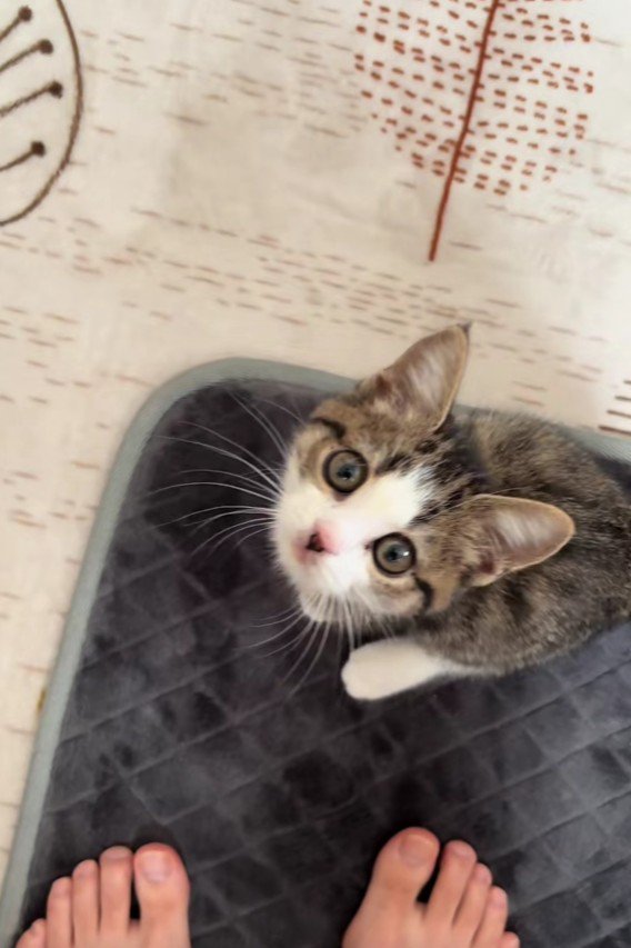 足元にいる子猫