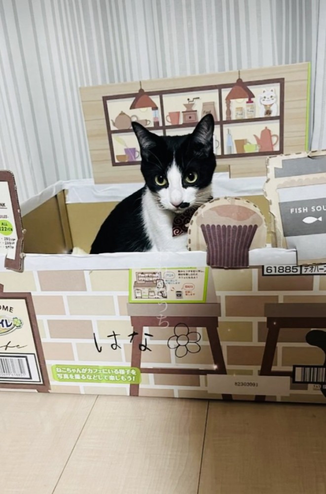 段ボールの家の中の保護猫