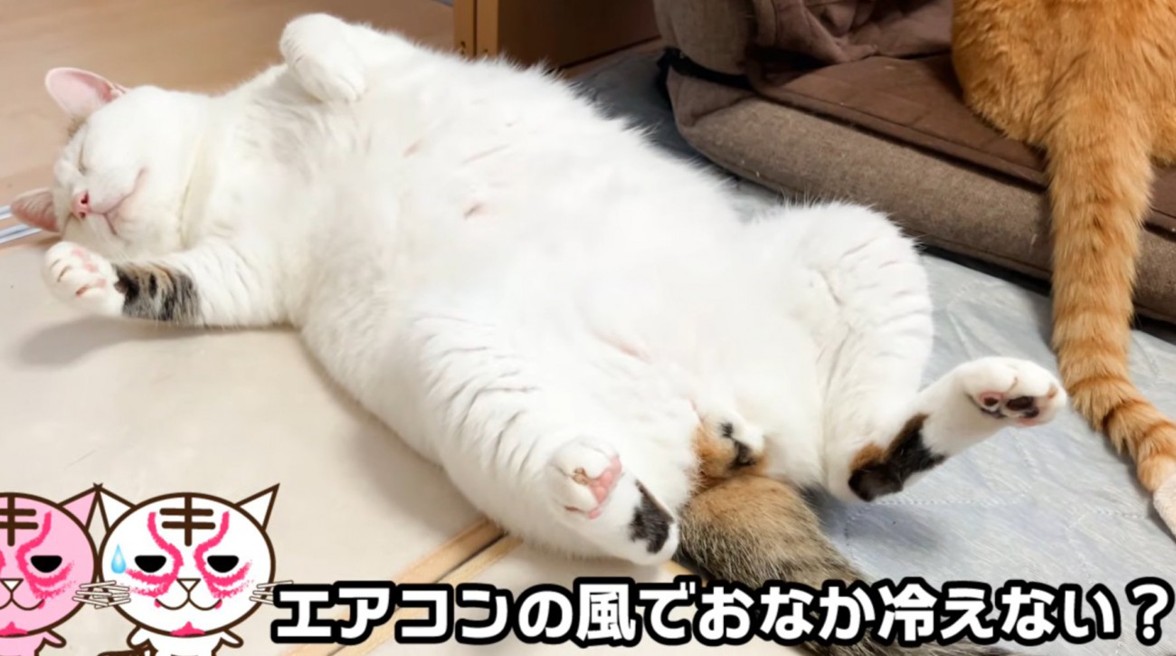 仰向けな猫（エアコンの風でおなか冷えない？）
