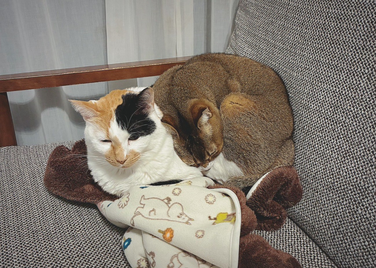 三毛猫の上に乗る茶色の猫