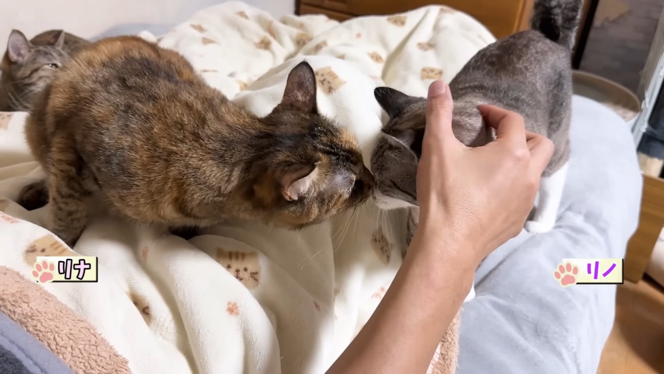 リノちゃんとリナちゃん