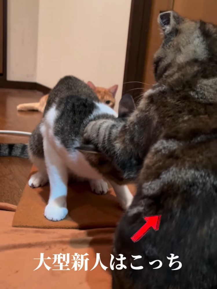 成猫の頭に前足を乗せる子猫