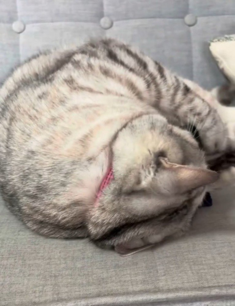 アームカバーを抱きしめて顔を埋める猫