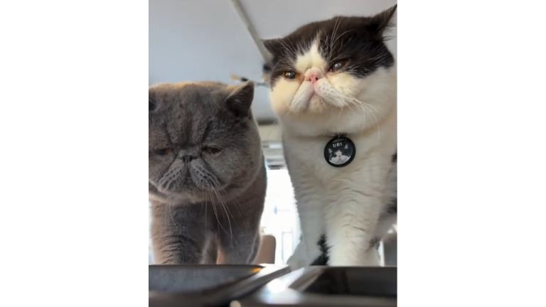 室内にいる猫たち