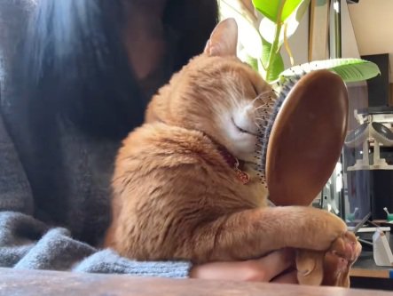 飼い主の膝の上でブラシに鼻をこすりつける猫