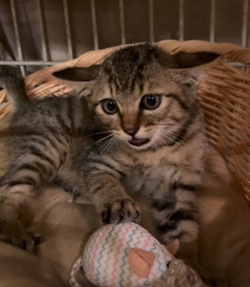 威嚇する子猫