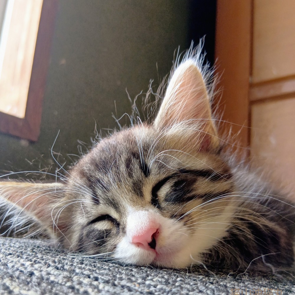 眠っている子猫の顔から飛び出しているパヤ毛の様子
