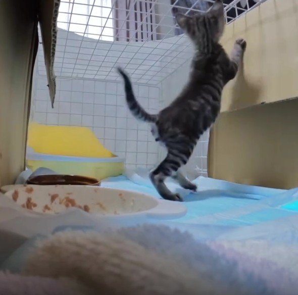 ケージの中の猫